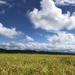 石川県特別栽培米コシヒカリ　希夢良米　令和5年産白米