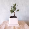 【食べられる盆栽】ローズマリー盆栽　サンタバーバラ (PS114)