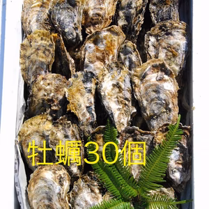 加熱用　殻付き牡蠣30個