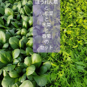 ほうれん草と小松菜と水菜と春菊のセット