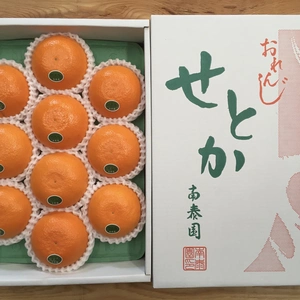 【化粧箱】『柑橘の大トロ』ハウスせとか厳選10玉入（約2.5kg）