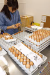 【訳あり】業務用加工卵　40玉　平飼い有精卵・大地の卵※割れ保証2個含む