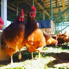 昔ながらの美味しい「平飼い卵」 