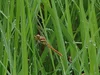 伊東農園のコシヒカリ:新野高原で育てた味,香りが良いお米です。