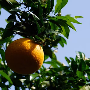 「甘夏」家庭用　多少・キズあり！