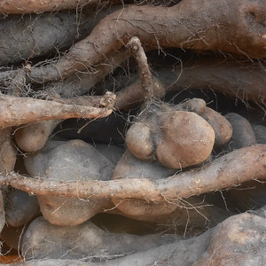 冬越え！土の力！自然薯‼カラフル人参～農薬/化学肥料・不使用