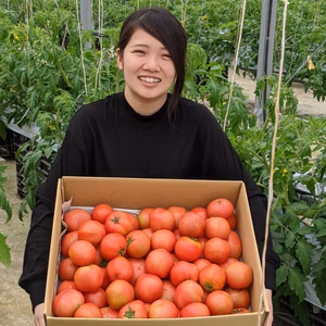 高知より大玉トマトサイズおそろえて大容量（10ｋｇ）お届け。
