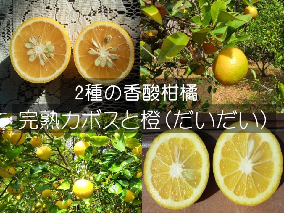 ポン酢作りに2種の柑橘セット カボスと橙 農薬不使用の自然栽培 農家漁師から産地直送の通販 ポケットマルシェ