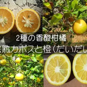 ポン酢作りに2種の柑橘セット　カボスと橙　農薬不使用の自然栽培
