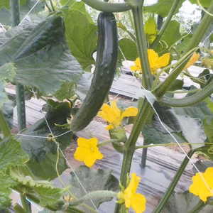 きゅうり(有機栽培基準）