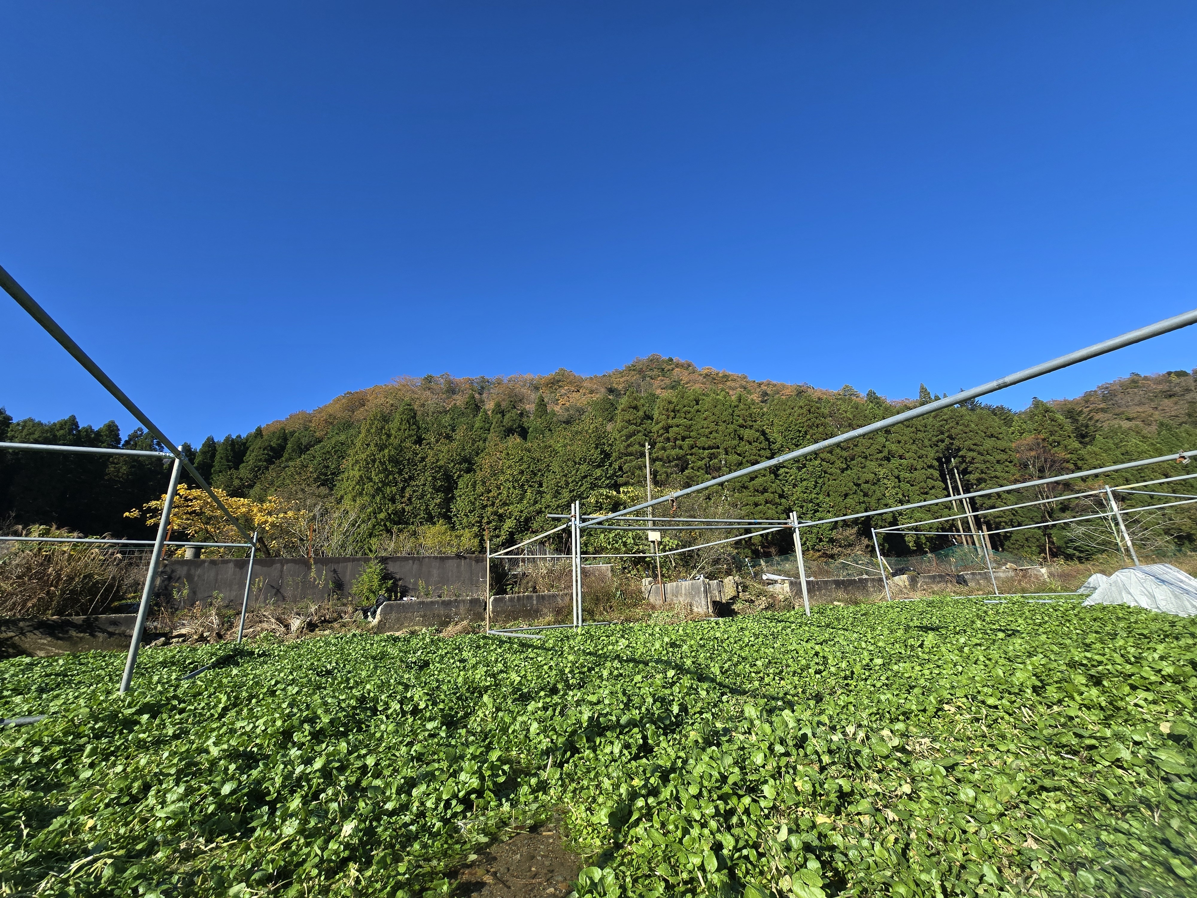 クレソンの通販・お取り寄せ商品｜野菜｜ポケットマルシェ｜産地直送で