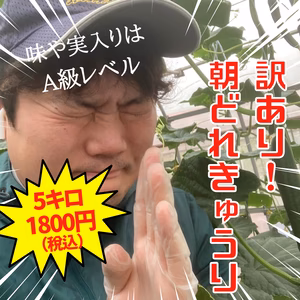【クール配送/訳あり】10㎏（○〜○本）味や実入りはA級品／朝どれ新鮮きゅうり