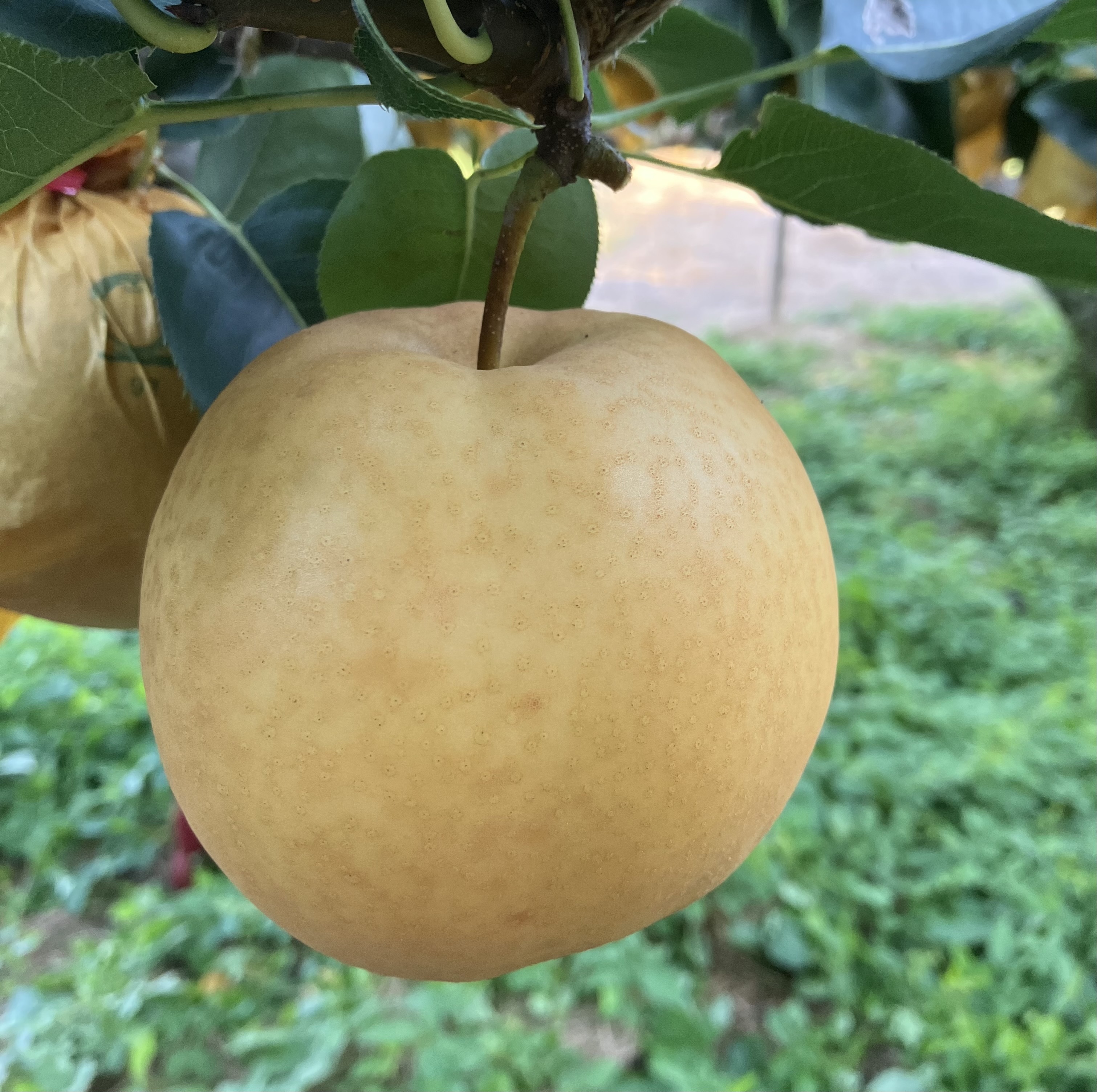 [鳥取県オリジナル品種♪]新甘泉(しんかんせん) 贈り物にも◎ 約2kg(5〜6玉)