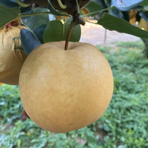 【鳥取県オリジナル品種♪】新甘泉(しんかんせん)　贈り物にも◎