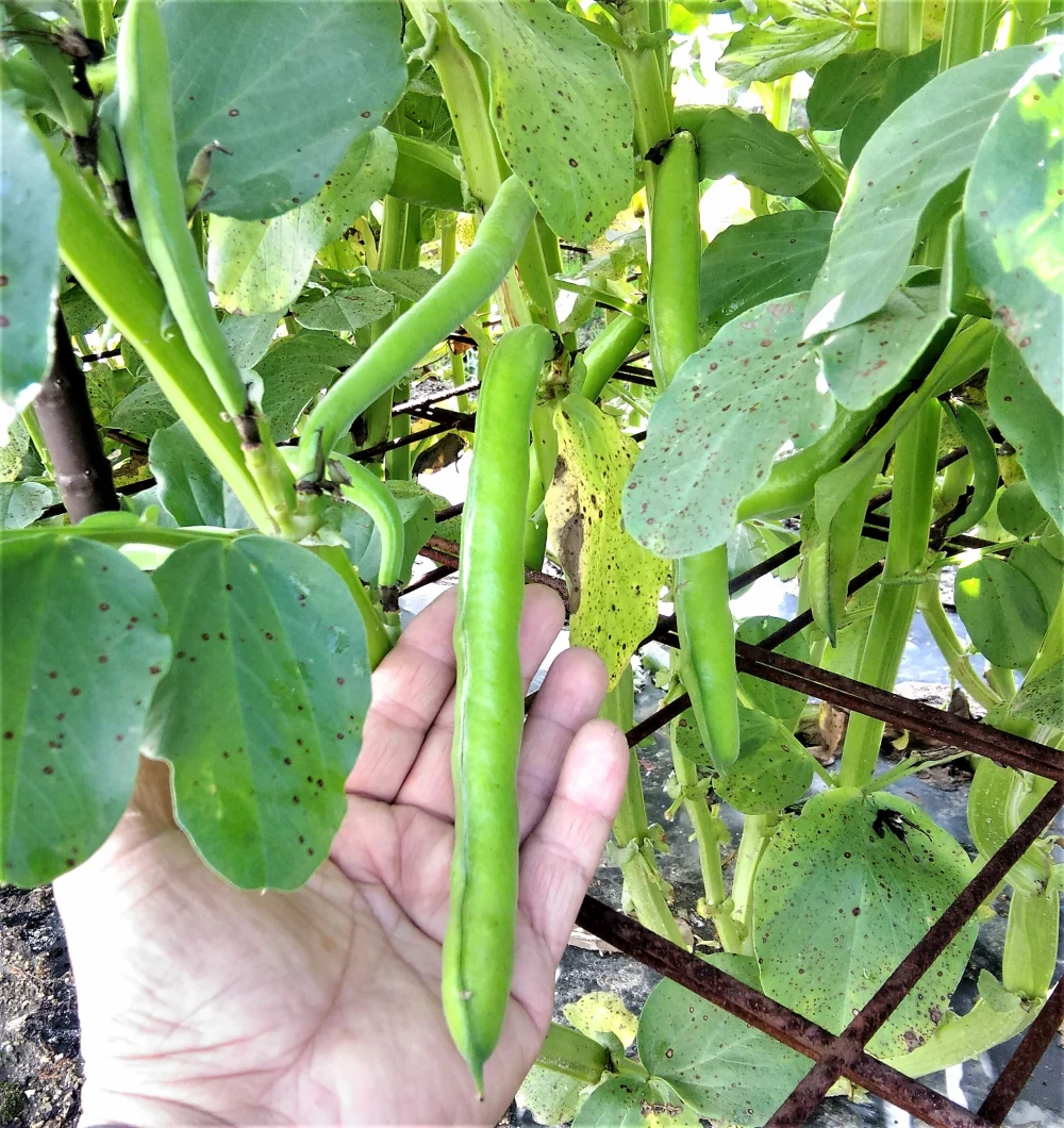 農薬不使用（無農薬）栽培　生食出来るそら豆イタリアンそら豆ファーベ