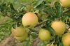 【年内発送12/17注文分まで】蜜入りの黄色いりんご ぐんま名月4.5kg