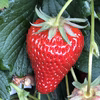 家庭用 石垣イチゴ  【 12月予約】