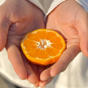 越年完熟 ポンカン【樹上でじっくりと成熟「ぽんかん」】