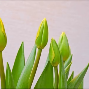 【長持ち生花！】一重咲き黄色のチューリップ！春を一足早くお届け！【新潟五泉産】