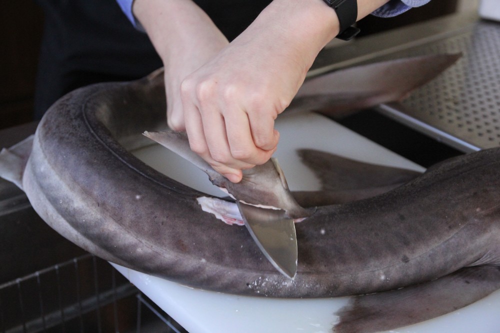 サメの刺身はトロに匹敵 は本当 漁師直送のサメをプロが本気で料理してみた 農家漁師から産地直送の通販 ポケットマルシェ