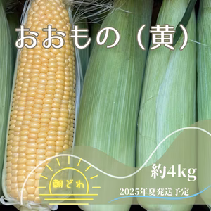 【直売人気夏ギフト】朝採れ特甘とうもろこし　約4kg