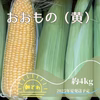 【直売人気夏ギフト】朝採れ特甘とうもろこし　約4kg