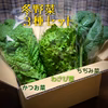 食べくらべ『わさび菜』『かつお菜』『ちぢみ菜』【お試し冬野菜３種セット】お鍋に！