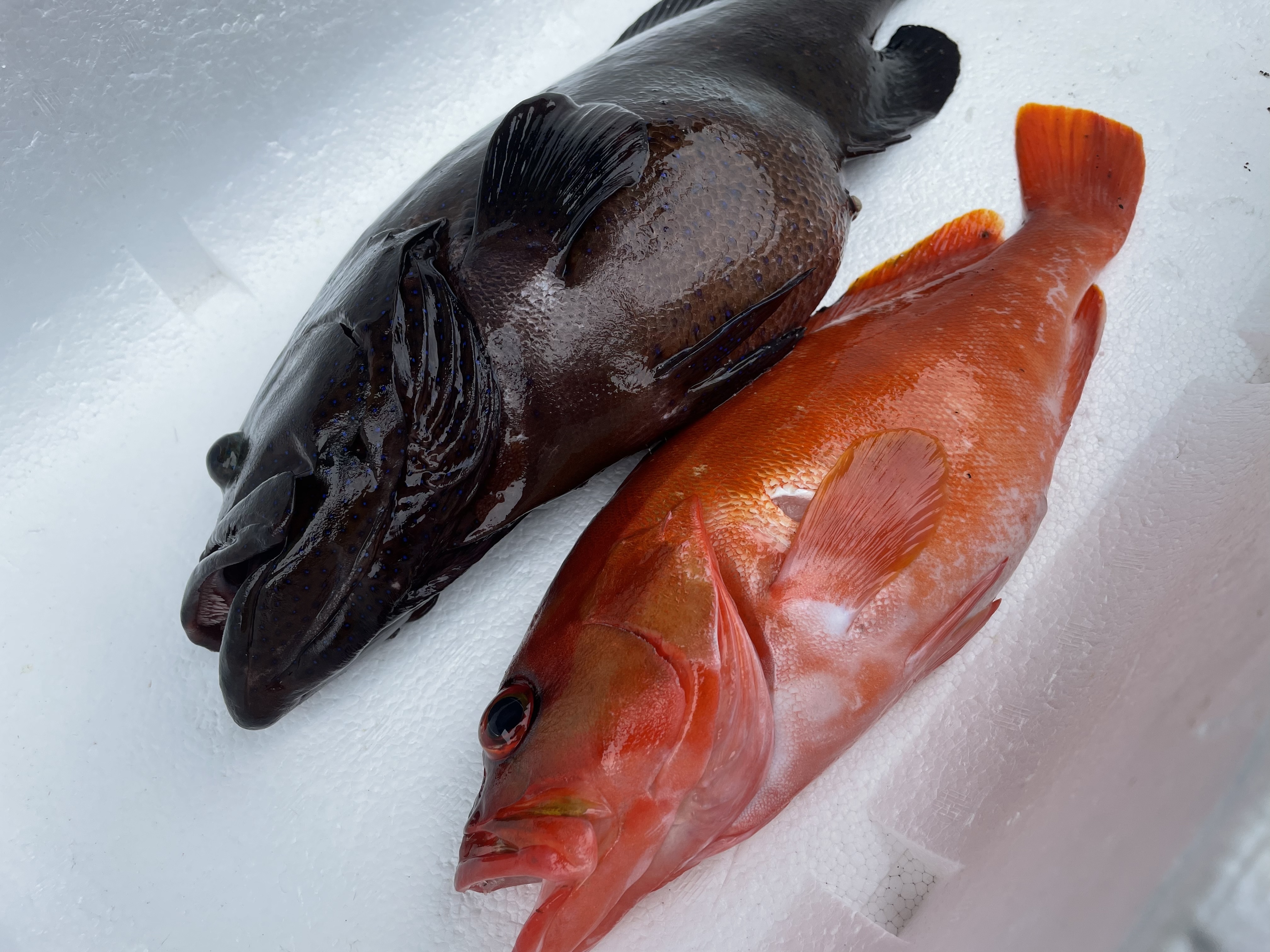 魚突き アオノメハタ1 2kg アカハタ傷あり600g鱗 内臓処理済 農家漁師から産地直送の通販 ポケットマルシェ