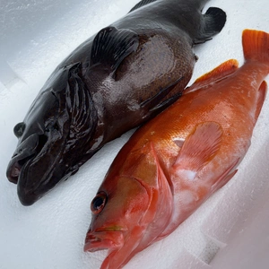 【魚突き】アオノメハタ1.2kg アカハタ傷あり600g鱗、内臓処理済