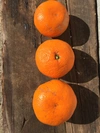 【食べ比べ】農薬不使用　八朔＆青島みかん＆ネーブルオレンジ