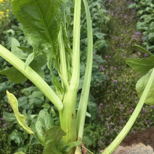 【訳あり】とう立ちが始まったほうれん草！