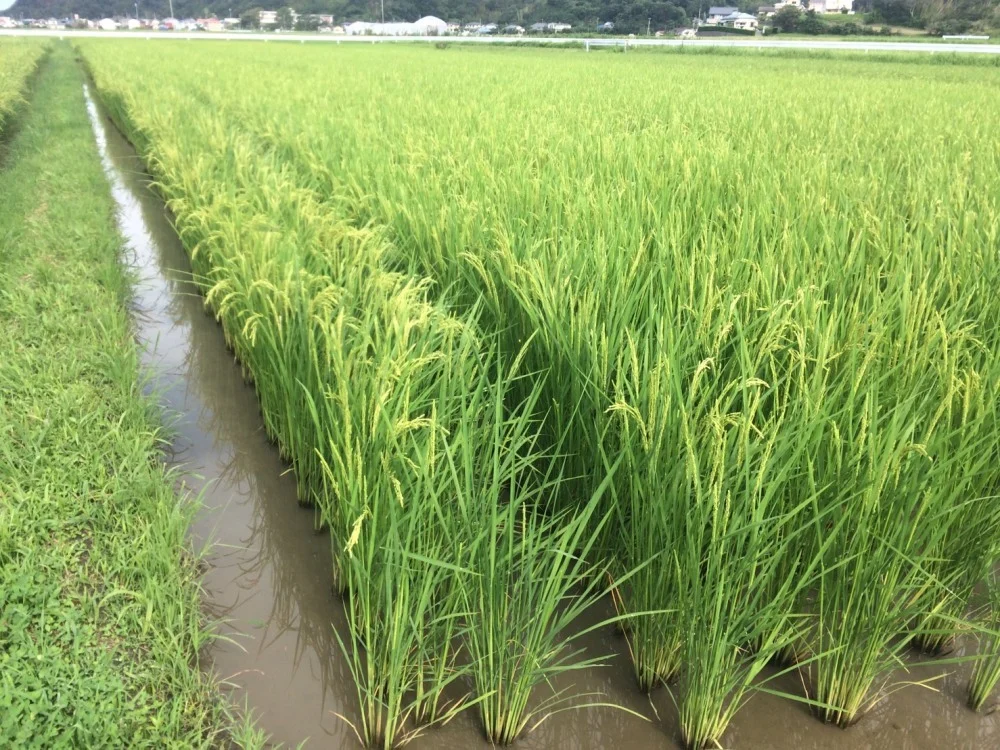 玄米　農薬・化学肥料・動物由来堆肥不使用　はざかけ米コシヒカリ