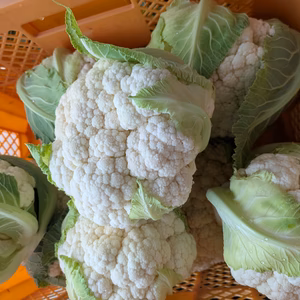 今が旬　カリフラワーとロマネスコ