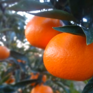 せとか親品種で話題！濃厚な甘み薫る味わい「蜜之望」サイズ混合 【345】