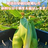 島育ちの口いっぱいに広がる甘い幸せ♪特選 とうもろこし 甘々娘　５本入り
