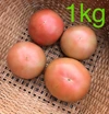 早割 減農薬 桃太郎 トマト 約３kg １２個〜 訳あり