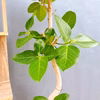 【在庫販売】　フィカス　ゴムの木　ベンガレンシス　曲り　インテリアグリーン