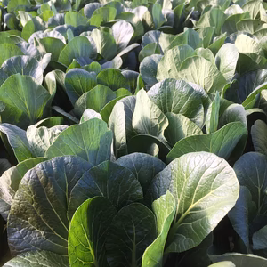 【送料無料】からだにありがとう！みどりの力、小松菜。スムージーなどに