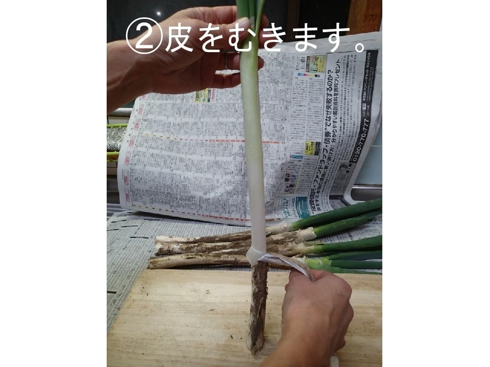 ✨【太さ３cm】とろ～り甘い✨【極太夏ネギ】１５本