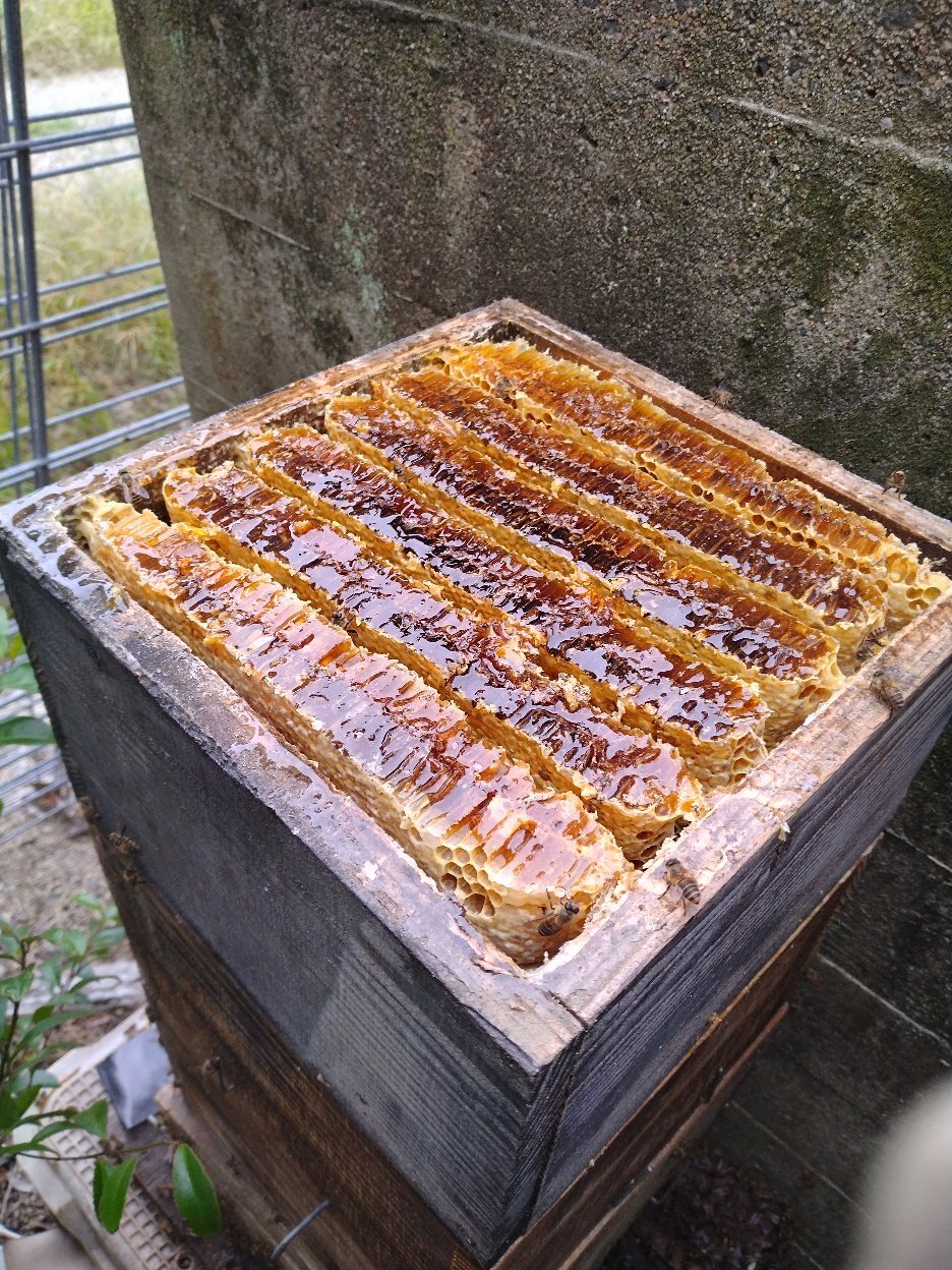 日本蜜蜂の巣蜜☆130g3パック☆コムハニー☆｜蜂蜜の商品詳細