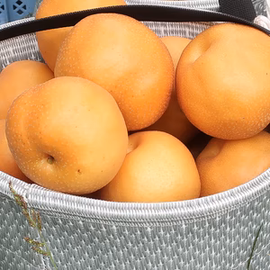 減農薬 梨 豊水 訳あり 家庭用 3kg5kg10kg 梨