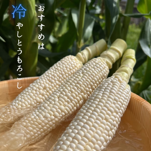 【訳あり】糖度は毎年20度超え!あられやこんコーン