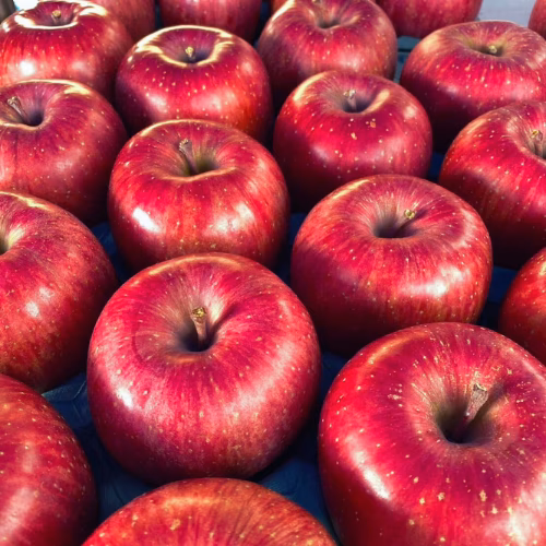 【数量限定】青森県サンふじ！3kg贈答用！自然の恵みたっぷり《リピート多数》