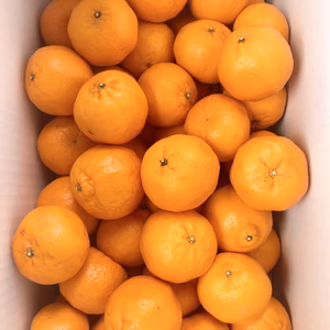 ★北海道・沖縄県・離島以外　ポンカン5kg多め　MSキズ　高知県産　ご家庭用★