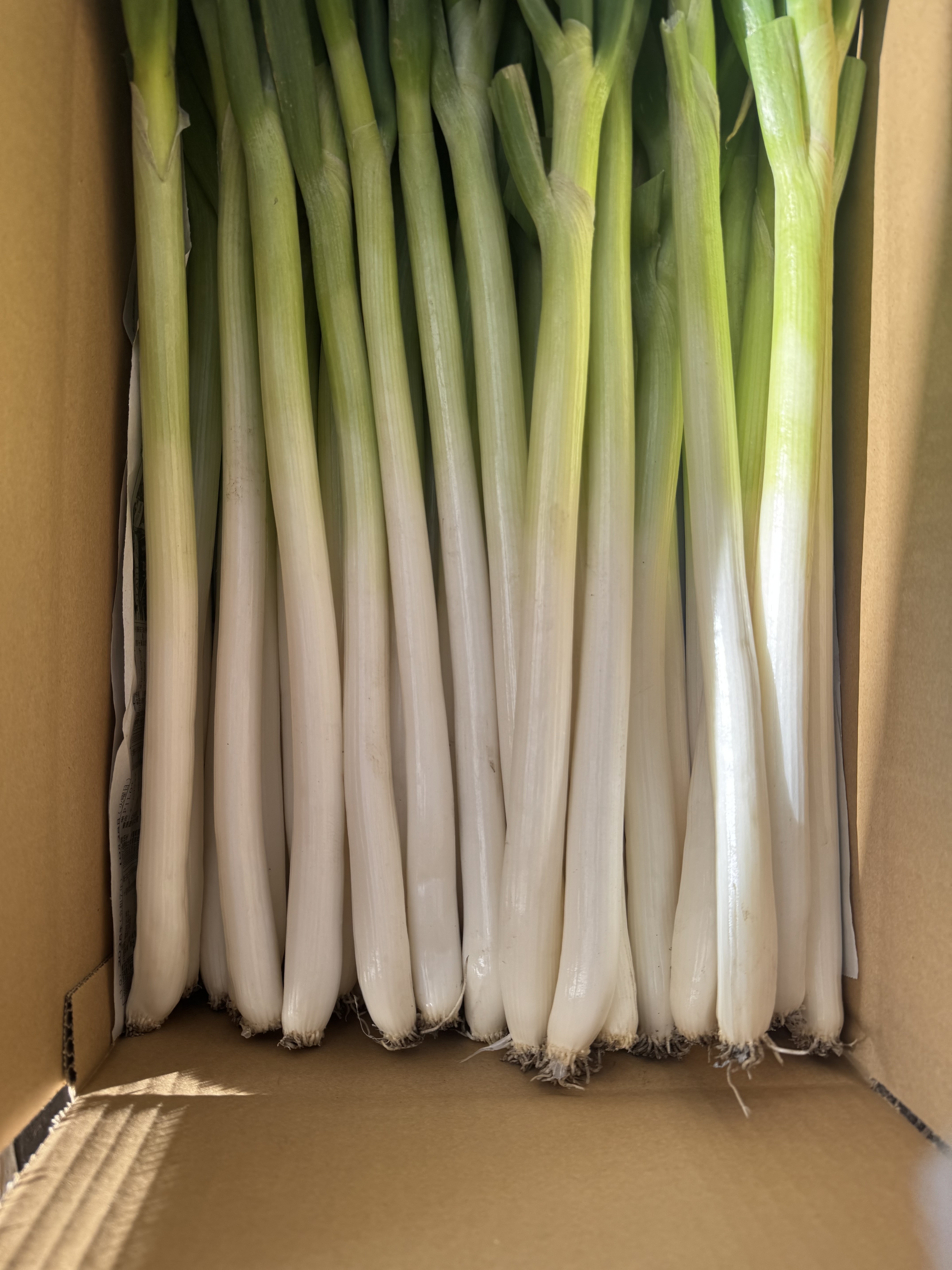 シャキシャキ甘い 長ネギ L 30本｜ねぎの商品詳細｜ポケットマルシェ
