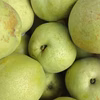かおり梨【訳あり】傷、変形、味は変わりません