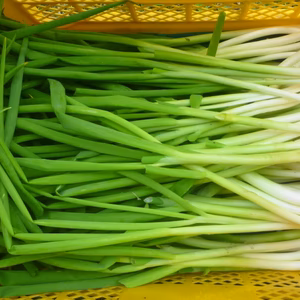 厳寒＊雪越し　ネギ　1ｋｇ（農薬/化学肥料・不使用）