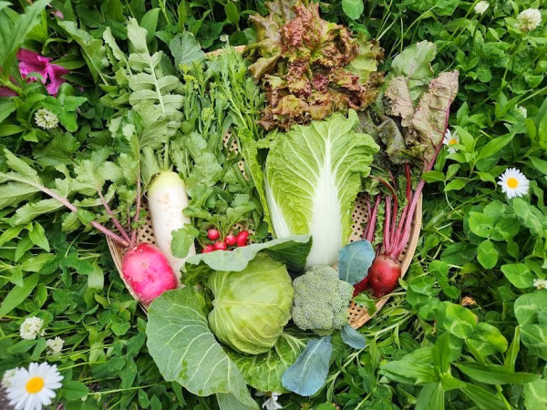 信州春野菜セット【8品目】