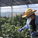 大木 基 | ブルーベリーパーク成田