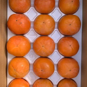 京都大枝の富有柿　２Ｌサイズ　15個入り